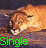 Animated contact sheet of a lioness lying down with green text "Single" changing across frames, displayed in 5x5 grid on gray background.