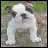 Pixelated image of a white bulldog with brown patches standing on grass, accompanied by text and heart symbols.