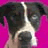 A pixelated dog face with dark fur on top and light fur below, set against a bright pink background.