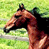 A 2x2 contact sheet of a horse animation with two frames showing the horse and one frame displaying text on a blue background, all in low-resolution pixel art style.