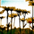 Pixelated static image of multiple mushroom-like structures with brown caps and gray stems against a light blue sky and green ground.