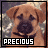 A contact sheet of 17 animated frames showing a brown puppy with the word 'PRECIOUS' in pixelated text, arranged in a grid layout on a gray background.