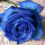 Six distinct rose and eye images arranged in a , each with unique color schemes and backgrounds