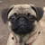Static pixelated image of a pug dog's face with light tan fur, dark brown ears, and black facial features against a muted background.