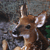 Two brown deer fawns with white spots stand side-by-side against a blurred background of green and gray tones.