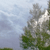 Static pixelated image showing a light blue sky with faint clouds and a large tree with green foliage on the right side.