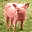 Pixelated pink pig stands on green grass against bright blue background with red text reading 'im to cute to eat'.