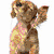 Animated icon shows a brown dog with yellow fur patches, raised paw, and closed eyes against white background.