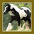 Four horse images arranged in a : top-left shows two horses, top-right is a single black horse on yellow background, bottom-left features a light brown and white horse against greenery