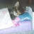 Static image of a cat on a bed with blue background text reading 'i eat i SLEEP' and other phrases.
