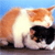Animals icons for AIM, MSN, MySpace and Yahoo