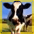 cow head images with changing text overlays in orange pixelated font against a blue sky background