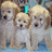 Pixelated image of four light brown puppies with white chests, arranged in two , with cyan text reading "I LOVE puppies" overlaid