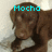 Pixelated image of a brown dog with light blue text reading "Mocha" above its head against a blurred background.