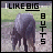 A 4-frame animated contact sheet showing a pixelated animal's rear with changing text colors and background details.