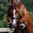 A pixelated image of a brown horse with a white stripe on its face, set against a green background with cyan text.