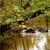 Static pixelated image of a natural scene with green foliage, brown branches, and a reflective water surface showing light reflections.