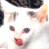 A 2x2 contact sheet of a pixelated cat animation with two frames showing the cat's mouth open and closed, alongside a blue background with "CoolBuddy.com" text.