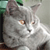 A static pixelated image of a gray cat with light brown eyes, positioned slightly left of center against a blurred background with green and brown tones.