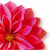 A pixelated close-up of a red flower with pink gradients and yellow center, cropped to show partial petals against white background.