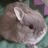 A split-screen image with a pixelated rabbit on the top-left, purple background containing text, and a gray