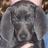 Pixelated grayscale image of a dog's face with dark eyes and nose, set against a blurred background with brown and blue tones.
