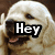 A four- shows a light-colored dog with text overlays: 'Hey' in top-left, 'it's' in top-right, and 'Nicole' in bottom-left