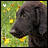A 4-frame animated contact sheet showing a black dog's head in profile against a grassy background with yellow flowers, where the dog's eyes and mouth subtly change expression across frames while small white/yellow/brown symbols float above its head.