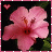 A pink flower with five petals and a dark center, framed by green leaves against black background, bordered by white dots on pink edge.
