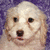 Pixelated image of a light-colored dog with dark eyes and nose against purple background, next to text reading "Cockapoo" above heart symbol and "Cassie" below another heart.