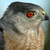 Pixelated close-up of a bird's head with dark gray crown, light brown body feathers, red eye with black pupil, and yellow beak tip against light blue background.