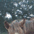 Brown horse with white blaze on face stands in outdoor setting with trees and gravel ground, viewed from multiple angles in a single frame.