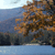 Pixelated static image showing a tree with brown and orange foliage against a blue sky and water background.