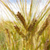A pixelated image of a grassy field with tall blades and a bright sky background.