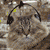 Animals icons for AIM, MSN, MySpace and Yahoo