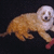 A pixelated dog with light brown fur and white face lies on a black background, holding a red object in its mouth.