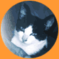 Six circular animal portraits arranged in a on an orange background, each with distinct color tones and expressions