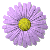 Four identical pixelated purple daisy flowers with yellow centers arranged in a on white background