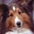 Animated contact sheet showing two frames of a Shetland Sheepdog with subtle facial expression changes and a separate frame containing pixelated text on a teal background.