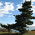Pixelated static image of a dark tree silhouette against a blue sky with white clouds and brownish ground below.