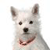 Pixelated image of a white dog with upright ears, dark eyes, a black nose, and a red collar against a plain white background.