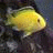 A 4-frame contact sheet of a pixelated animated icon showing a yellow fish and text elements on blue backgrounds with one gray panel.