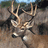 Pixelated deer head with antlers against a blurred natural background, surrounded by repeated pink text 'HUNTIN' GIRL' in multiple