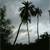 Pixelated grayscale image of three palm trees against a cloudy sky with dark silhouetted foliage on the left and right edges.