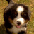 Bernese Mountain Dog faces with heart symbols above each , showing subtle mouth and eye expression changes across frames
