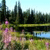 Pixelated landscape with green grass, dark trees, and a light blue sky, featuring a pink figure on the left side.