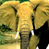 Animated contact sheet showing two elephant frames and a text logo on blue background, with gray transparency area.