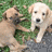 Two dogs on grass with purple text reading 'So Adorable!' in pixelated font.