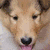 A dog with tan and white fur appears in multiple views: a close-up of its face, a side view on grass, and a group of puppies. The dog has a black nose, dark eyes, and a pink tongue visible in one view.