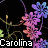Animated contact sheet of a floral pattern with repeating text "Carolina" on black background, showing six frames of color-shifting flowers.